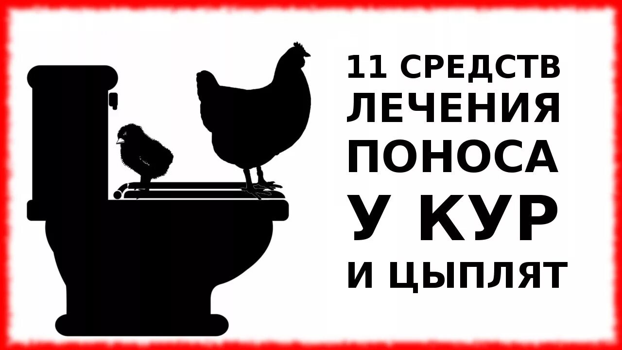 Какашки цыплят. Жидкий стул у цыплят несушек. Поносят цыплята несушки.