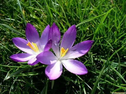 Flowers 1