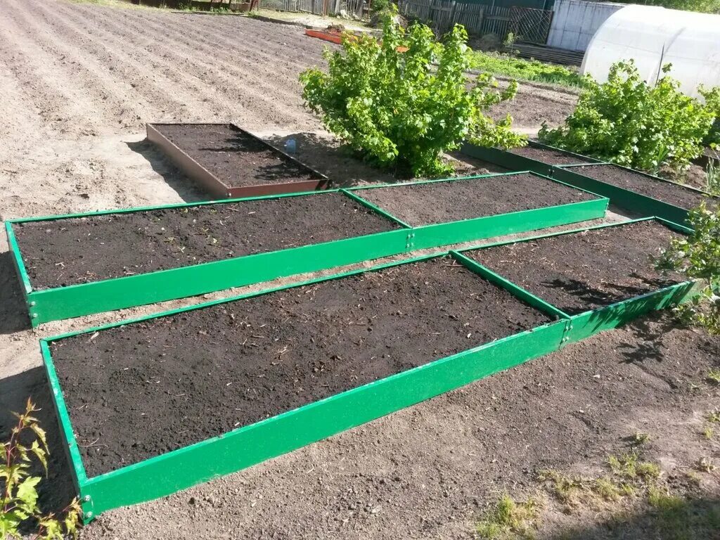 грядки для виктории. деревянные грядки зеленые. зелёная грядка белгород. высеваем сидераты. зеленые удобрения сидераты.