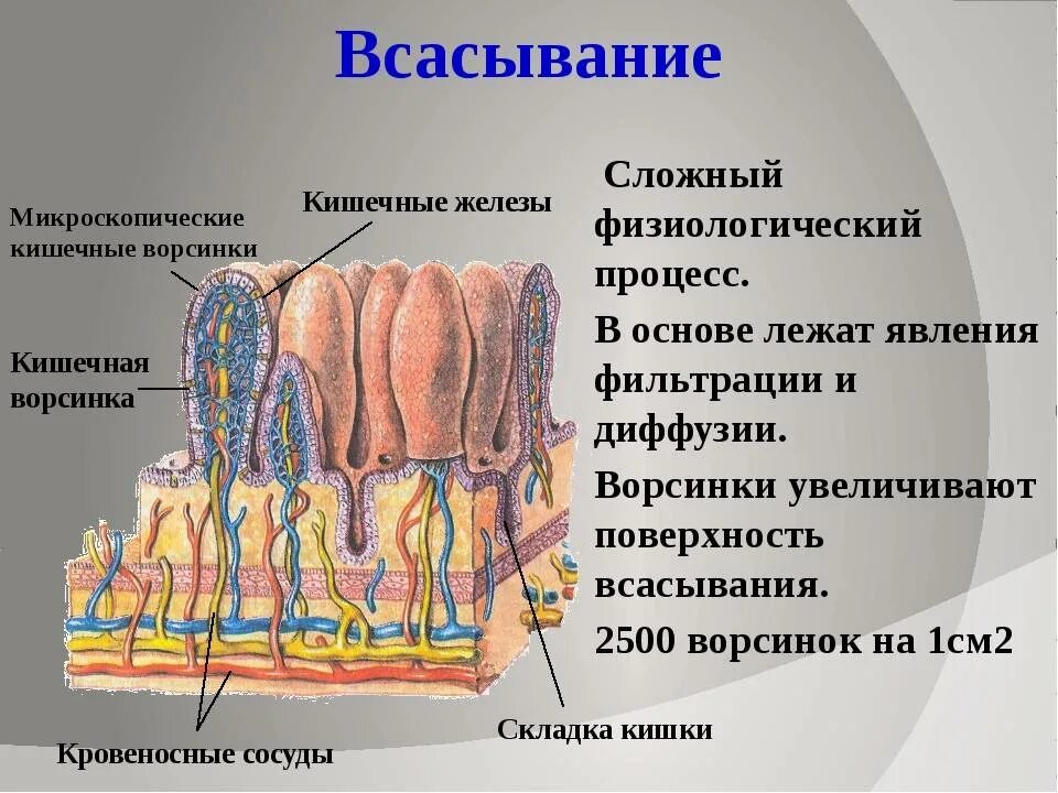 Всасывание происходит в ротовой полости и кишечнике. Строение ворсинки тонкой кишки анатомия. Строение кишечной ворсинки анатомия. Кишечник ворсинки всасывание. Строение ворсинки всасывание.