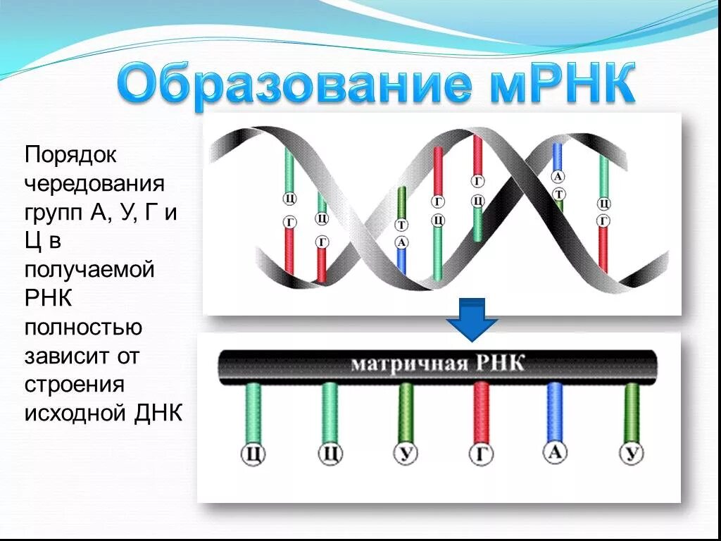 Структура матричной РНК. Матричная РНК схема. Строение зрелой матричной РНК. Структуры зрелой матричной РНК.