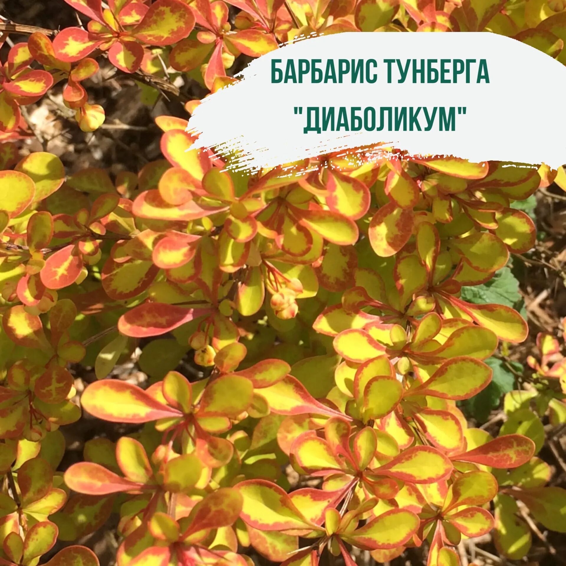 Барбарис фото и описание. Барбарис Тунберга Diabolicum. Барбарис Тунберга Диаболикум (Diabolicum). Барбарис Тунберга Berberis thunbergii Diabolicum. Барбарис Тунберга саммер Сансет.