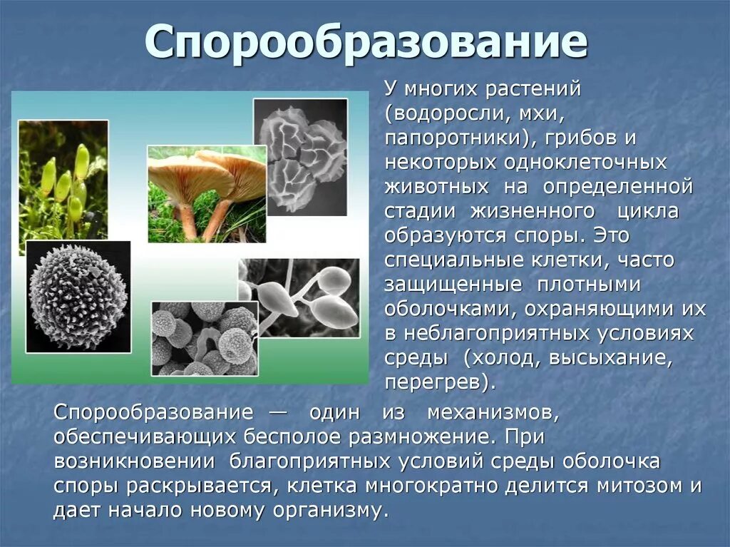 Размножение путем спор. Спорообразование у бактерий и грибов. Спорообразование у растений. Спорообразование кратко. Спорообразование папоротника бесполое.