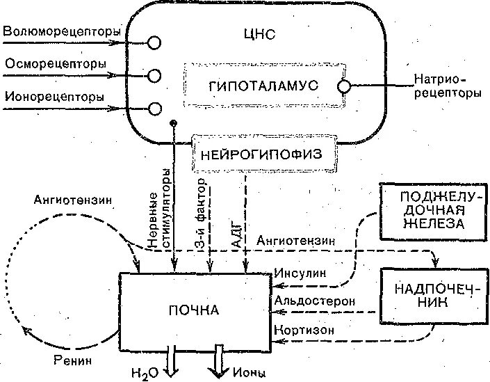 Как происходит регуляция работы почек гуморальным путем. Схема гормональной регуляции процесса мочеобразования. Схема гормональной регуляции функции почек. Регуляция работы почек схема. Регуляция мочеобразования схема.