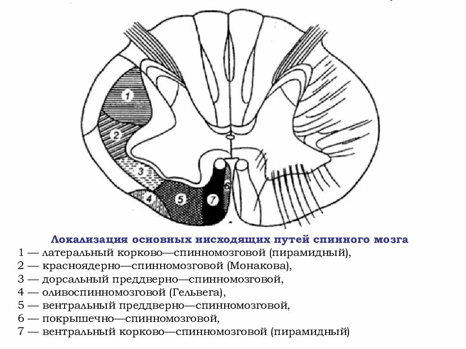 Проходящие пути спинного мозга. Проводящие пути спинного мозга нисходящие пути. Проводящие пути спинного мозга схема функции. Восходящие проводящие пути спинного мозга таблица. Нисходящие пути спинного мозга схема.