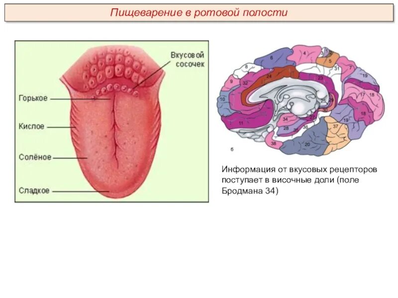 Пищеварительная система строение зуба. Пищеварение в полости рта. Язык анатомия вкусовые зоны. Механизм всасывания в ротовой полости. Паразиты ротовой полости.