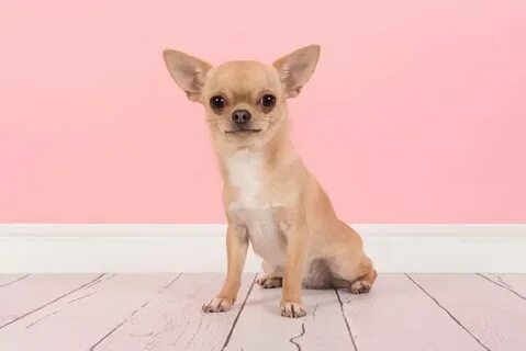 Chihuahua