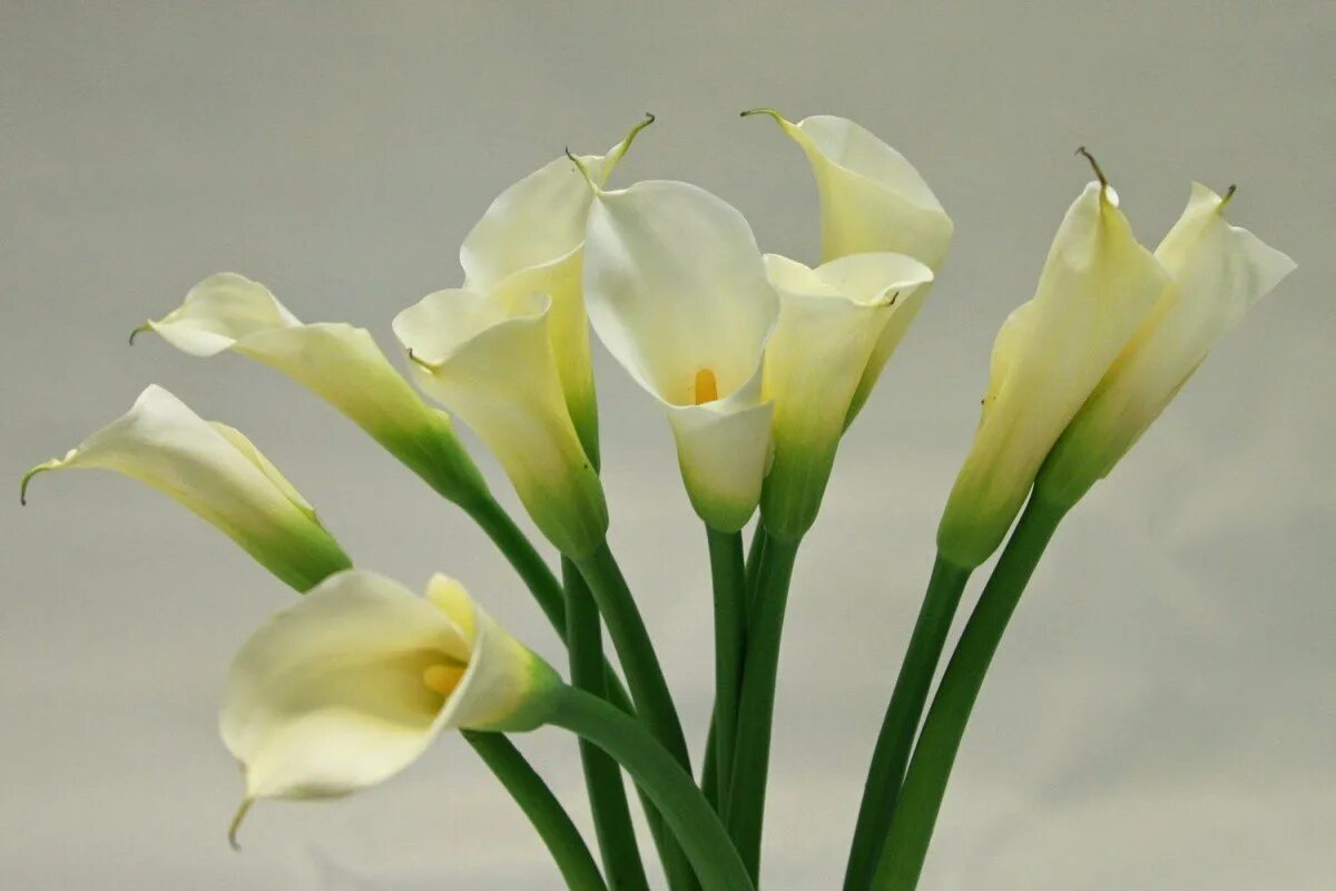 Калл бьюти. Белокрыльник (Калла). Цветы - белокрыльник (White Calla Lily). Калла эфиопская Зантедеския. Калла rehmannii.