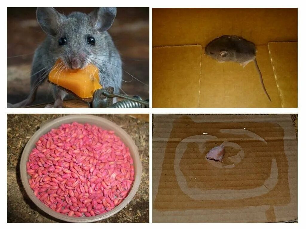 Способы избавиться от мышей. От мышей в доме. Мышь в квартире. Средство от мышей в доме. Мыши в частном доме.