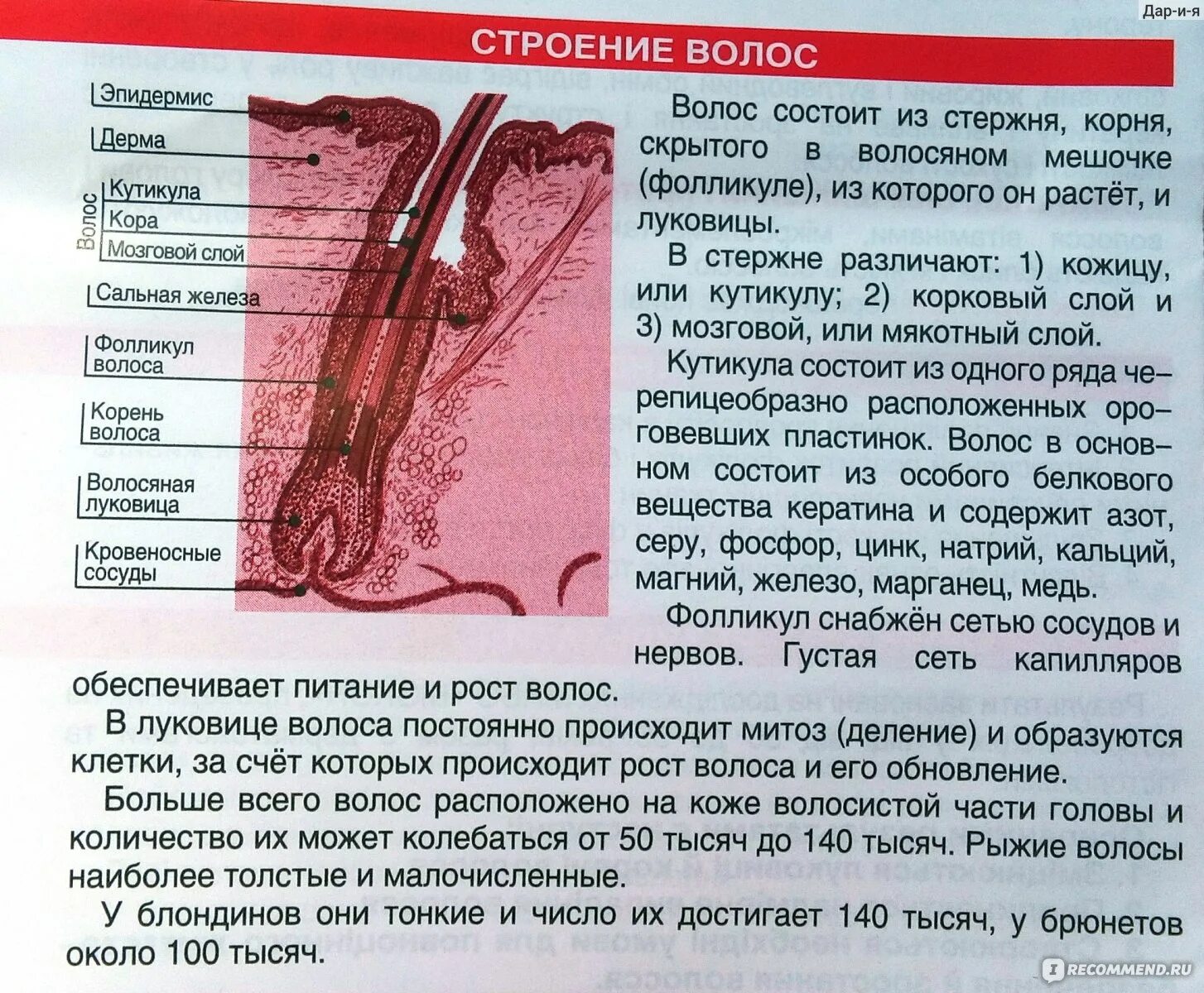 Как восстановить рост волос. Волосяная луковица. Поврежденные луковицы волос. Питание луковиц волос.