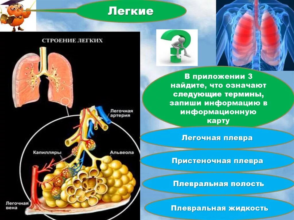 Легкие 8 класс кратко. Строение легких. Лёгкие для презентации. Строение легких презентация. Легкие строение и функции.