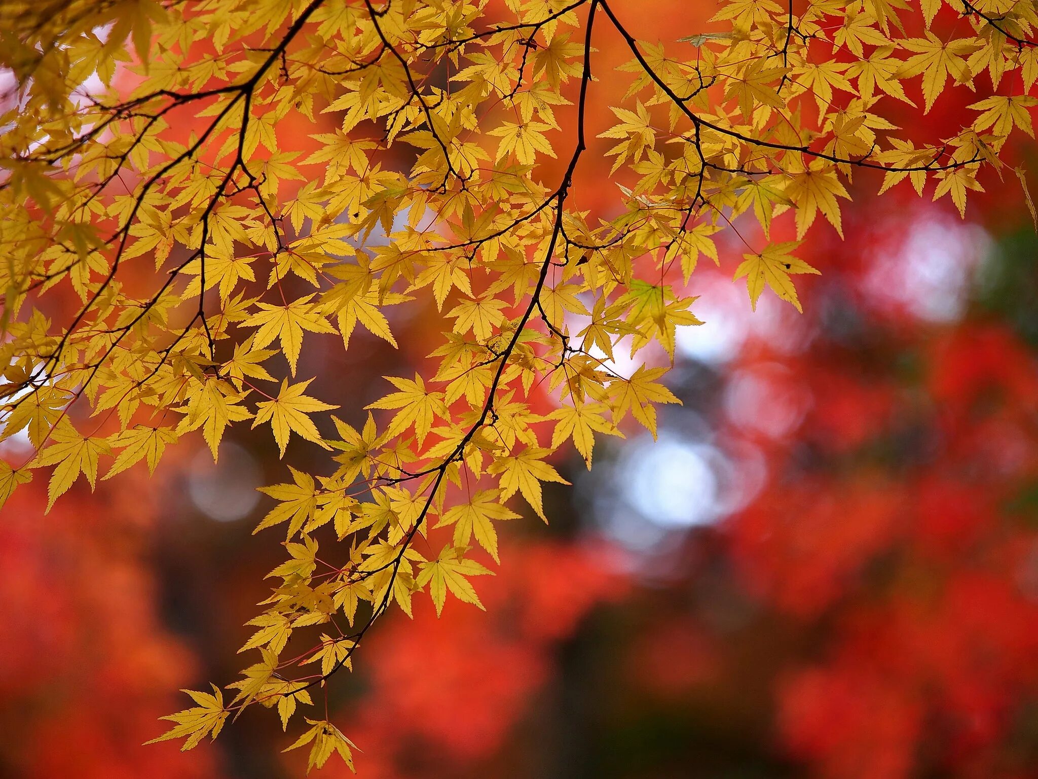 Осень листья. Клен осенью. Осень клен. Осенняя листва. Осени споем