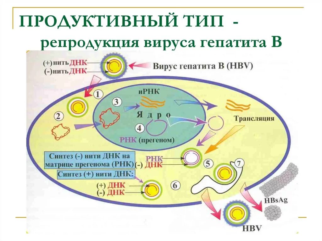 Продуктивный Тип взаимодействия вируса с клеткой. Этапы взаимодействия вируса и клетки схема. Тип взаимодействия вируса с клеткой схема. Этапы продуктивного типа взаимодействия вирусов с клеткой. Этапы взаимодействия с клеткой