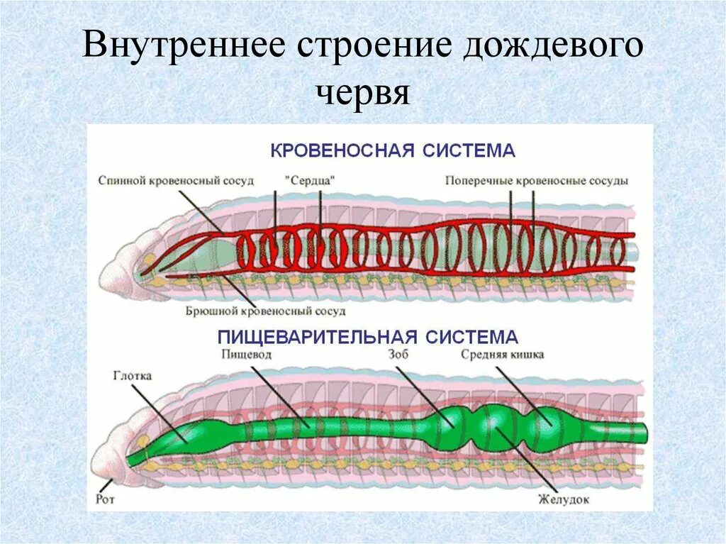 Кольцевые сосуды дождевого червя. Пищеварительная система дождевого червя. Тип кольчатые черви внутреннее строение. Кровеносная система кольчатых червей 7 класс биология. Строение кольчатых червей ЕГЭ.