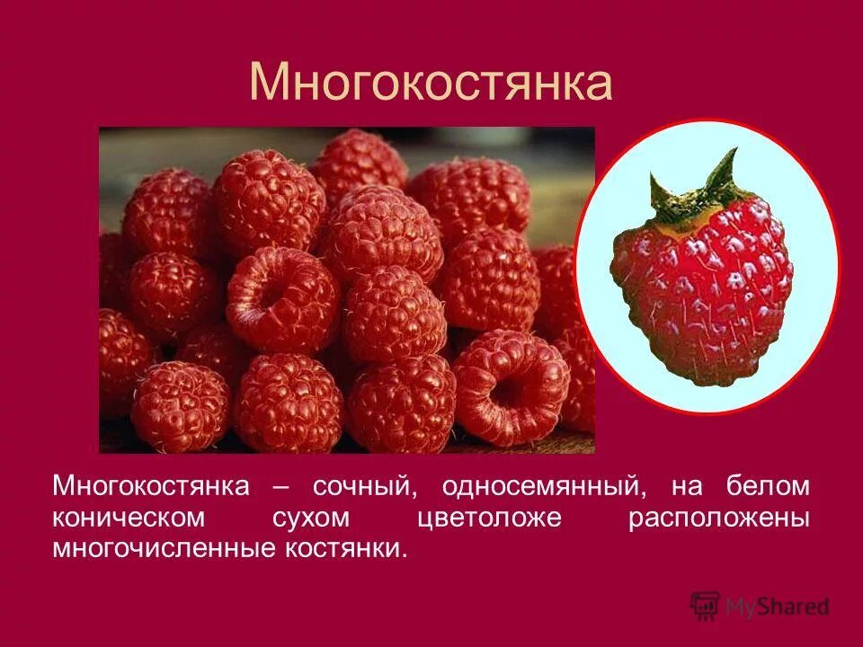 Многокостянка примеры. Многокостянка описание плода. Плод малины многокостянка. Многокостянка примеры. Растения с плодом костянка.