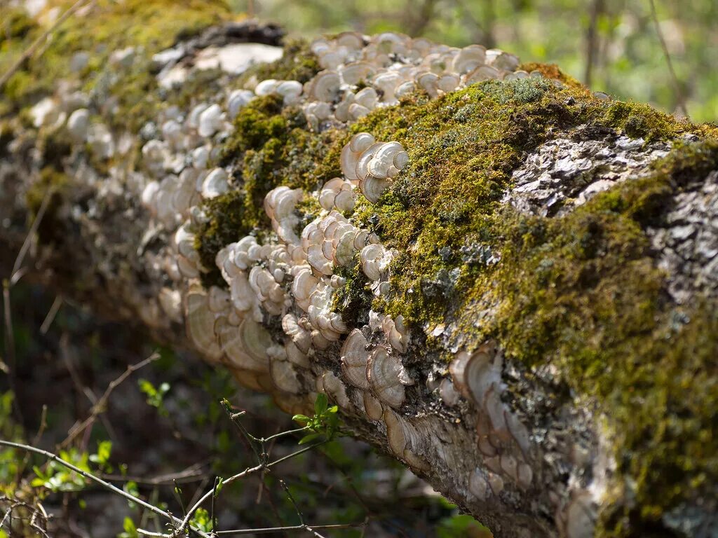 эверния лишайник. плющ и мох. красный лишайник фото. березовый мох. мох на березе.