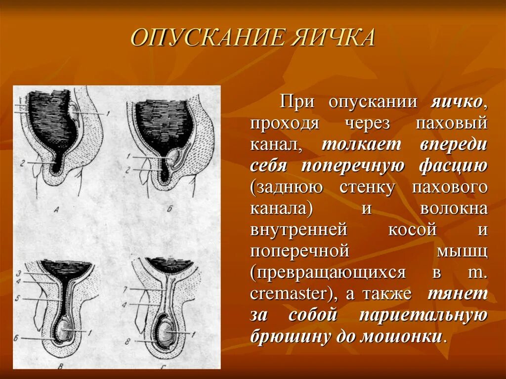 Опускание яичка в мошонку. Процесс опускания яичка в мошонку. Этапы опускания яичка в мошонку. Не опускаются яички что делать