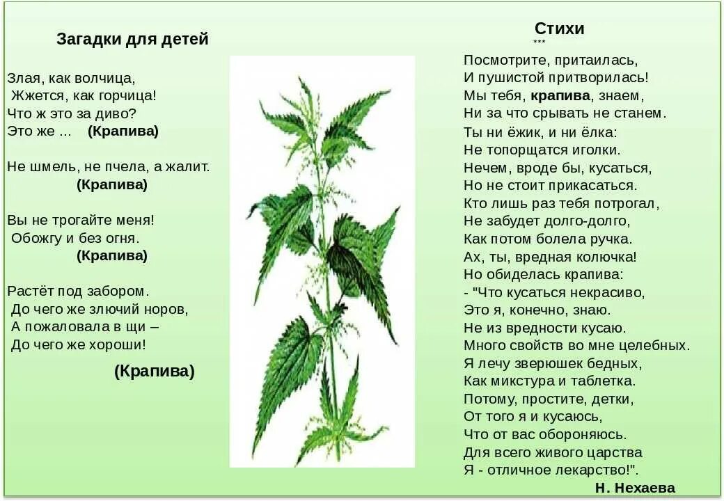 Загадка про крапиву. Крапива лекарственное растение. Крапива растения для дошкольников. Стихи про полезные растения. Рассказ о крапиве