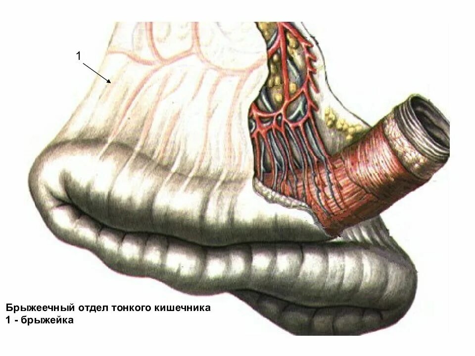 Тонкий желудок строение. Брыжейка толстой кишки анатомия. Брыжейка тонкой кишки анатомия. Брыжейка кишки анатомия. Брыжейка тонкого кишечника анатомия.
