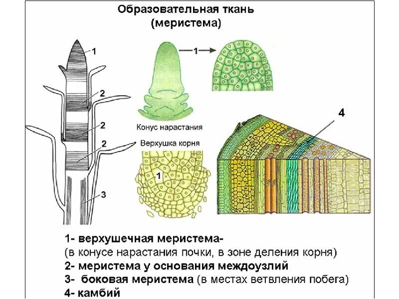 Меристема рост в длину. Образовательная ткань растений меристема. Верхушечная апикальная меристема. Образовательная ткань растений вставочная меристема. Апикальная меристема строение.