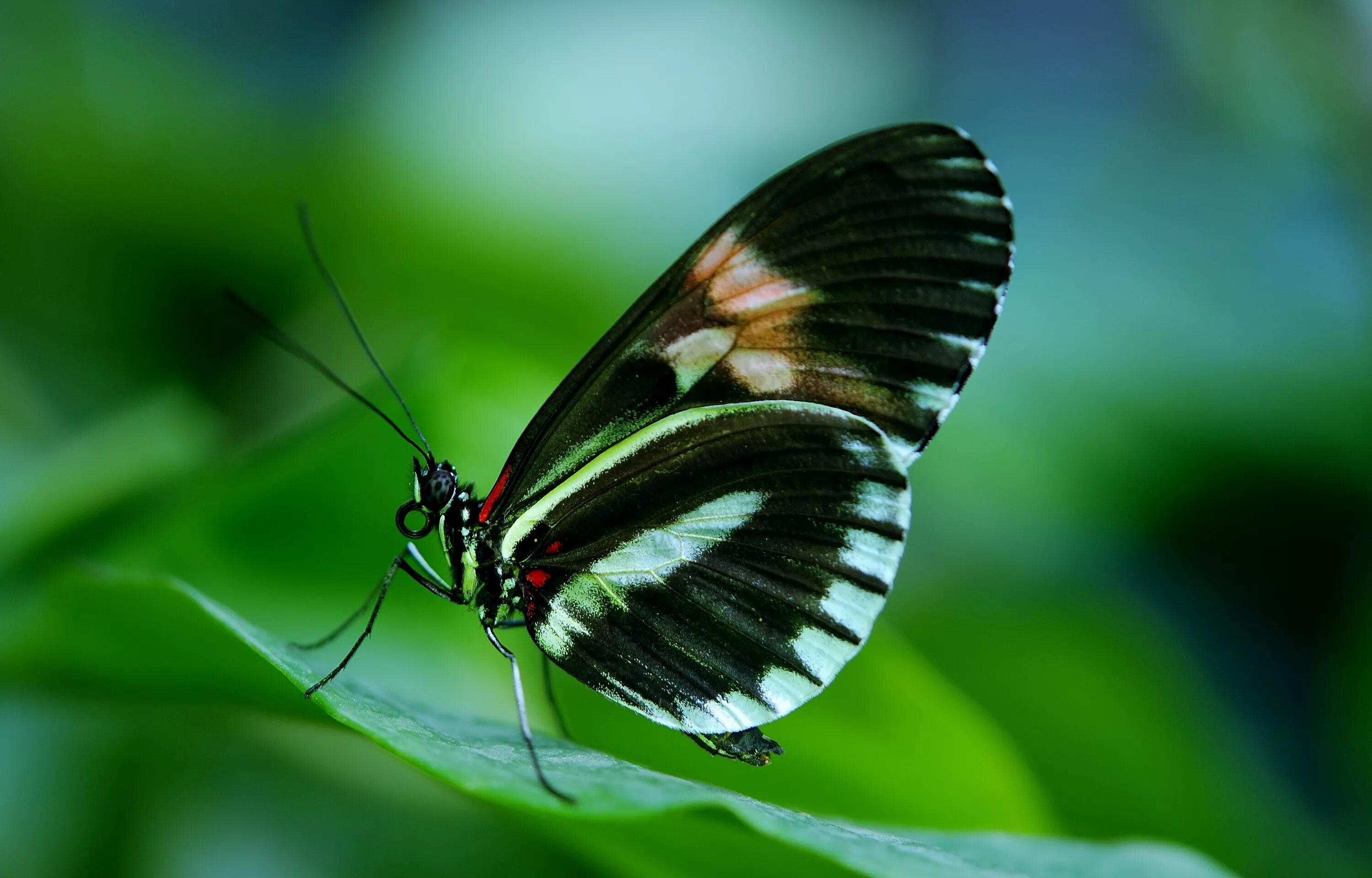 Парусник Румянцева (Papilio Rumanzovia). Парусник Румянцева бабочка. Папилио Руманзовия бабочка. Кокон бабочки парусник Румянцева. Черно зеленая бабочка