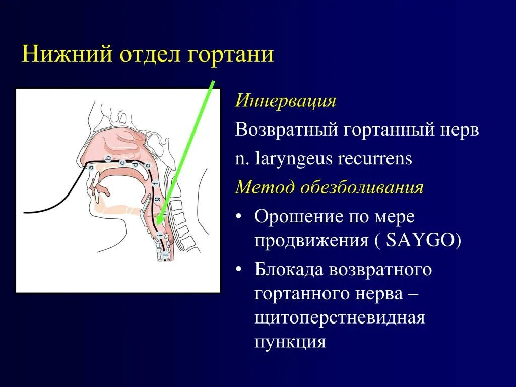 Дал в гортань. Возвратный гортанный нерв. Возвратный нерв иннервация.