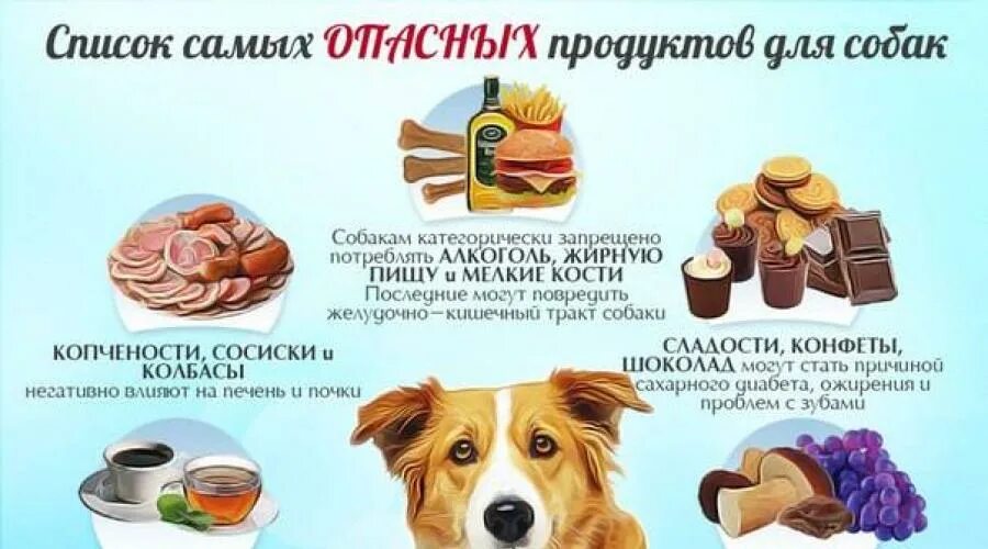 Можно печень йорку. Запретные продукты для собак. Еда для собак список. Какие продукты нельзя давать собакам. Список запрещенных продуктов для собак.