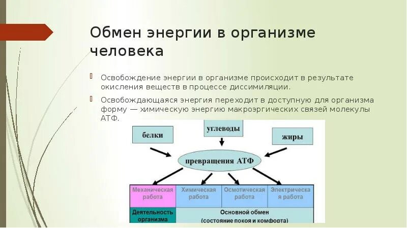 Обмен веществ и энергии в организме. Уровни обмена энергии в организме. Общая схема обмена веществ и энергии в организме. Особенности обмена энергии в организме. Энергия возникает в результате