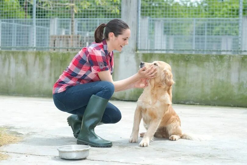 Присмотр за питомцами. Тренер животных девушка. Приют для домашних животных Швейцария HD. Shelter Volunteer. Animal shelter volunteer