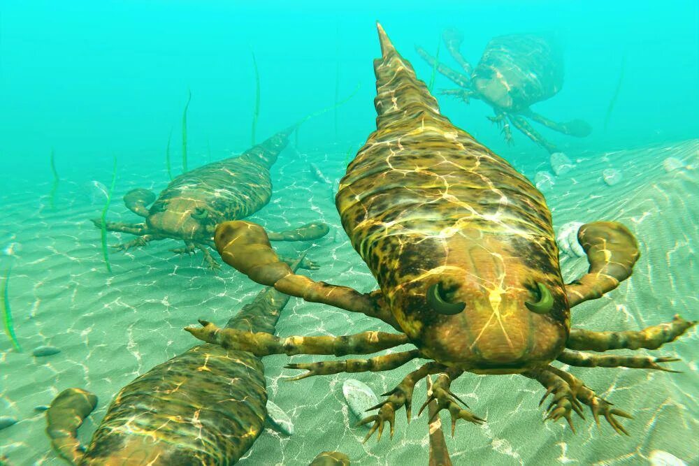 Морской скорпион фото В музей за динозаврами. BELGORODMASTER Белгород становится лучше. LiveJour