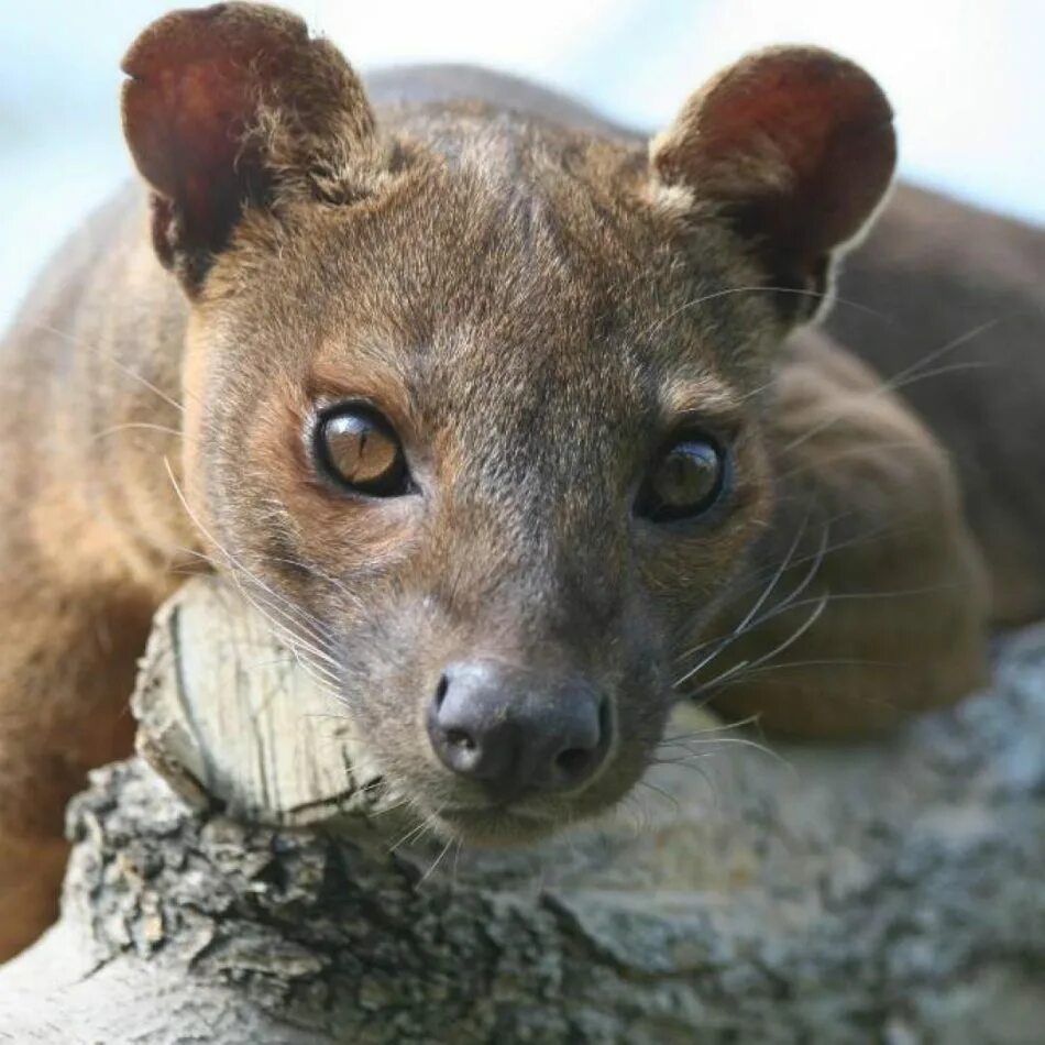 Фосса (Cryptoprocta Ferox). Мадагаскар. Хищник Фосса.. Мадагаскарский хищник Фосса. Фосса(мадагаскарский Лев). Хищник мадагаскара 5