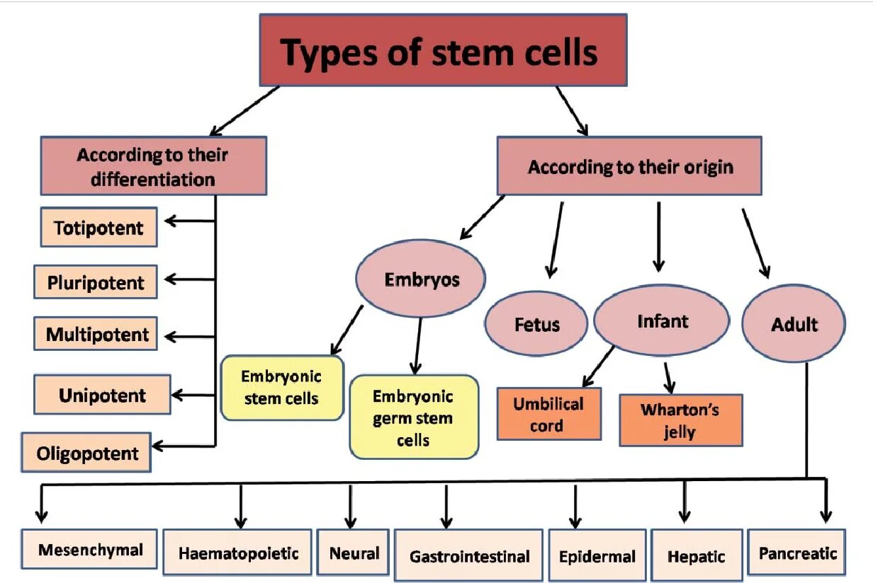 Type randomstring type. Types of Cells. Types of Stem Cells. Pluripotent, totipotent, multipotent Stem Cells. 3 Types of Stem Cells.