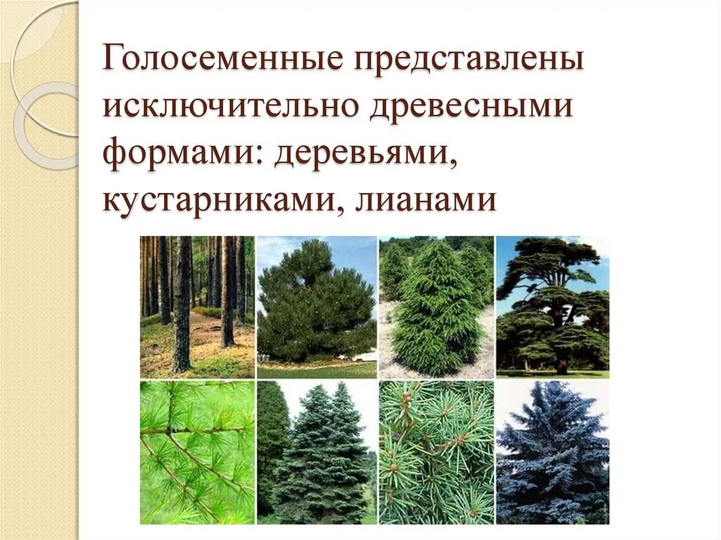 Хвойной породой является. Ель сосна кедр пихта. Ель пихта сосна кедр лиственница. Ель сосна пихта лиственница можжевельник. Голосеменные пихта.