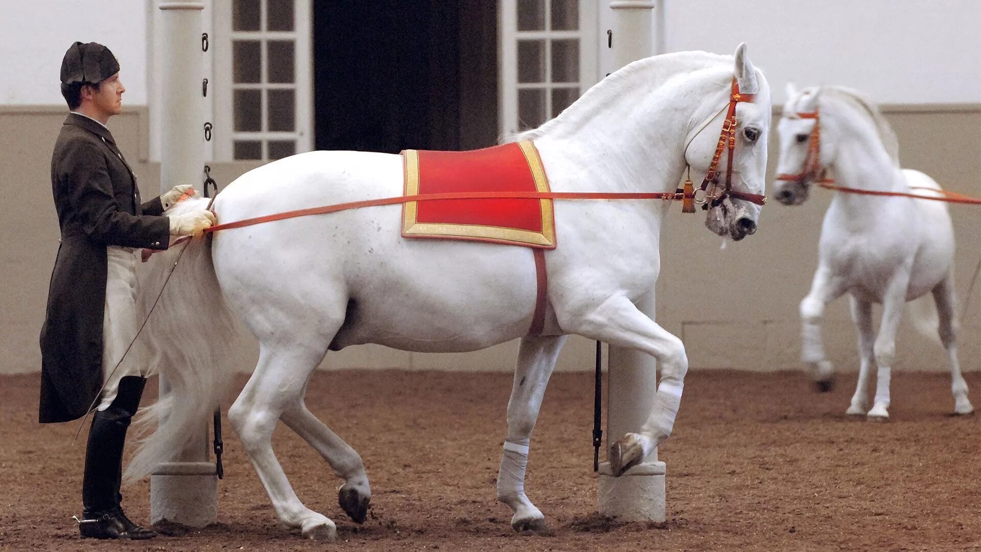 Липицианская лошадь. Липицианская порода. Липпицианская порода лошадей. Порода лошади липицианские. Липицианская порода лошадей выездка.