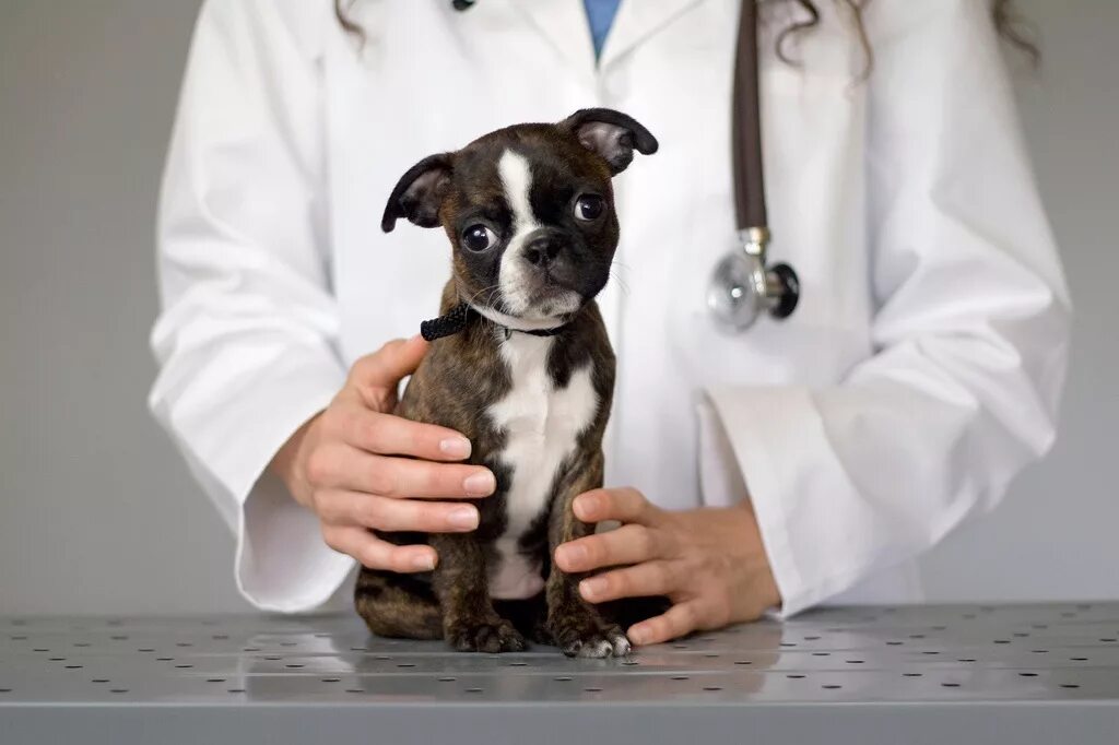 Ветеринар. Животные Ветеринария. Ветеринар с собакой. Терапия животных.