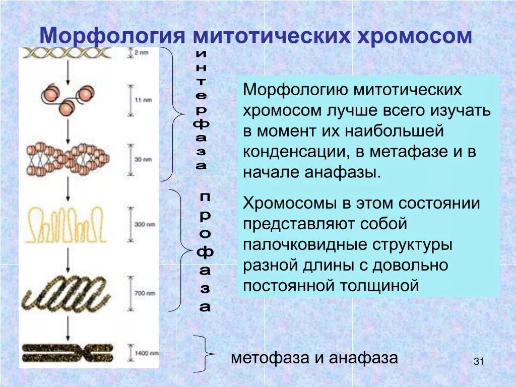 Какие типы хромосом вам известны. Строение митотических хромосом. Морфология митотических хромосом. Морфологическая классификация хромосом. Морфология и структура хромосом.