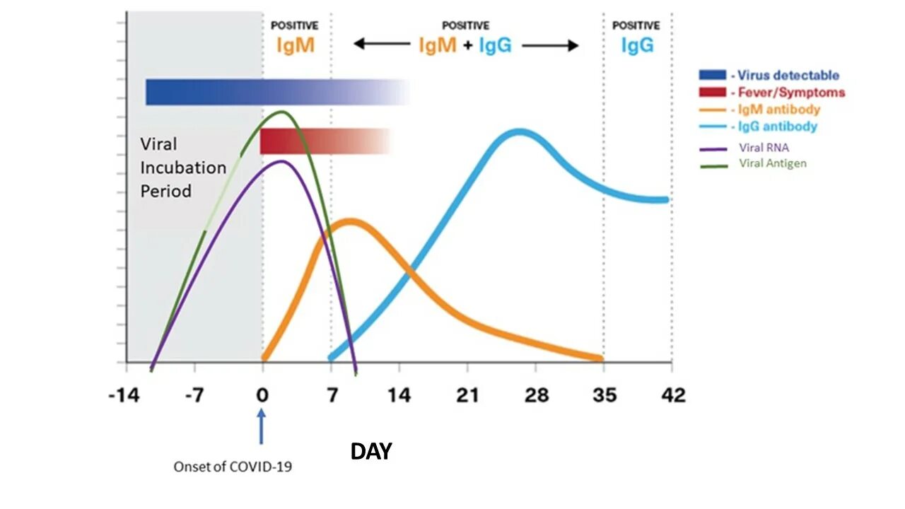 Measles virus igg. IGG компания. Вливание IGG. Длительность циркуляции IGG. Вливание IGG нутривенно.