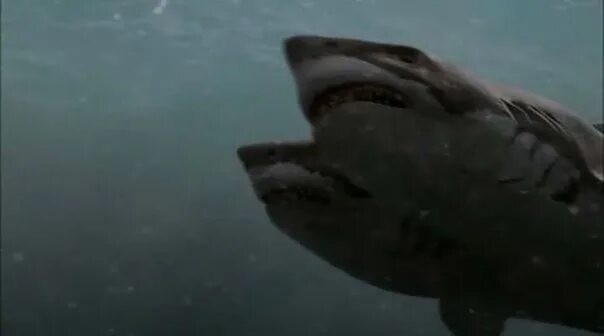 Нападение трехголовой. Атака двухголовой акулы 2012.