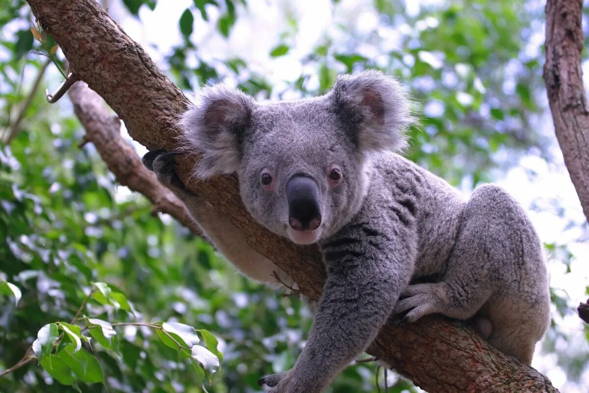 В австралии живут медведи. Животные Австралии коала. Коала сумчатое. Австралийский сумчатый медведь коала. Медведи коалы в Австралии.