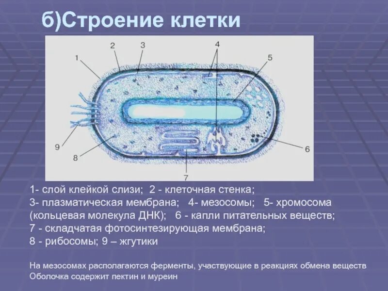 Оболочка клетки прокариота. Схема строения прокариотической клетки. Строение прокариотической бактериальной клетки. Прокариотическая клетка бактерии строение. 1. Строение прокариотической клетки.