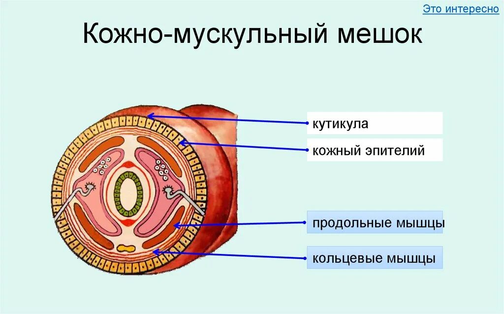 Кольчатые черви кожно-мускульный мешок. Строение кожно мускульного мешка круглых червей. Кожно мышечный мешок у круглых червей. Строение кожно мускульного мешка. Мускульный мешок круглых червей