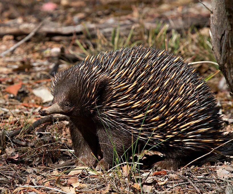 Австралийская ехидна (Tachyglossus aculeatus). Ехидна яйцекладущие. Ехидна Болотная. Ехидна Реликт.