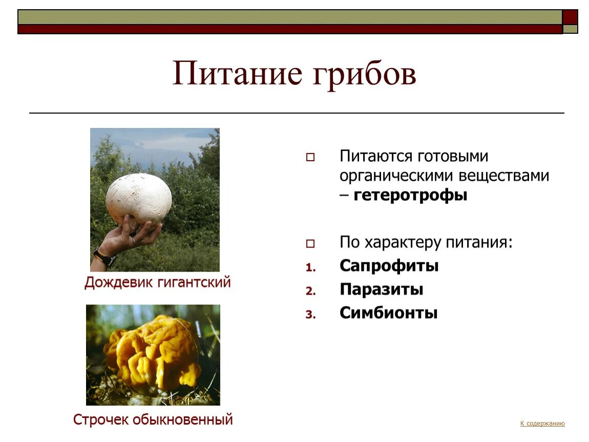 Питание грибов схема 7 класс. Царство грибы Тип питания. Способы питания грибов 6 класс биология. Схема питания грибов 6 класс. Группы грибов по питанию