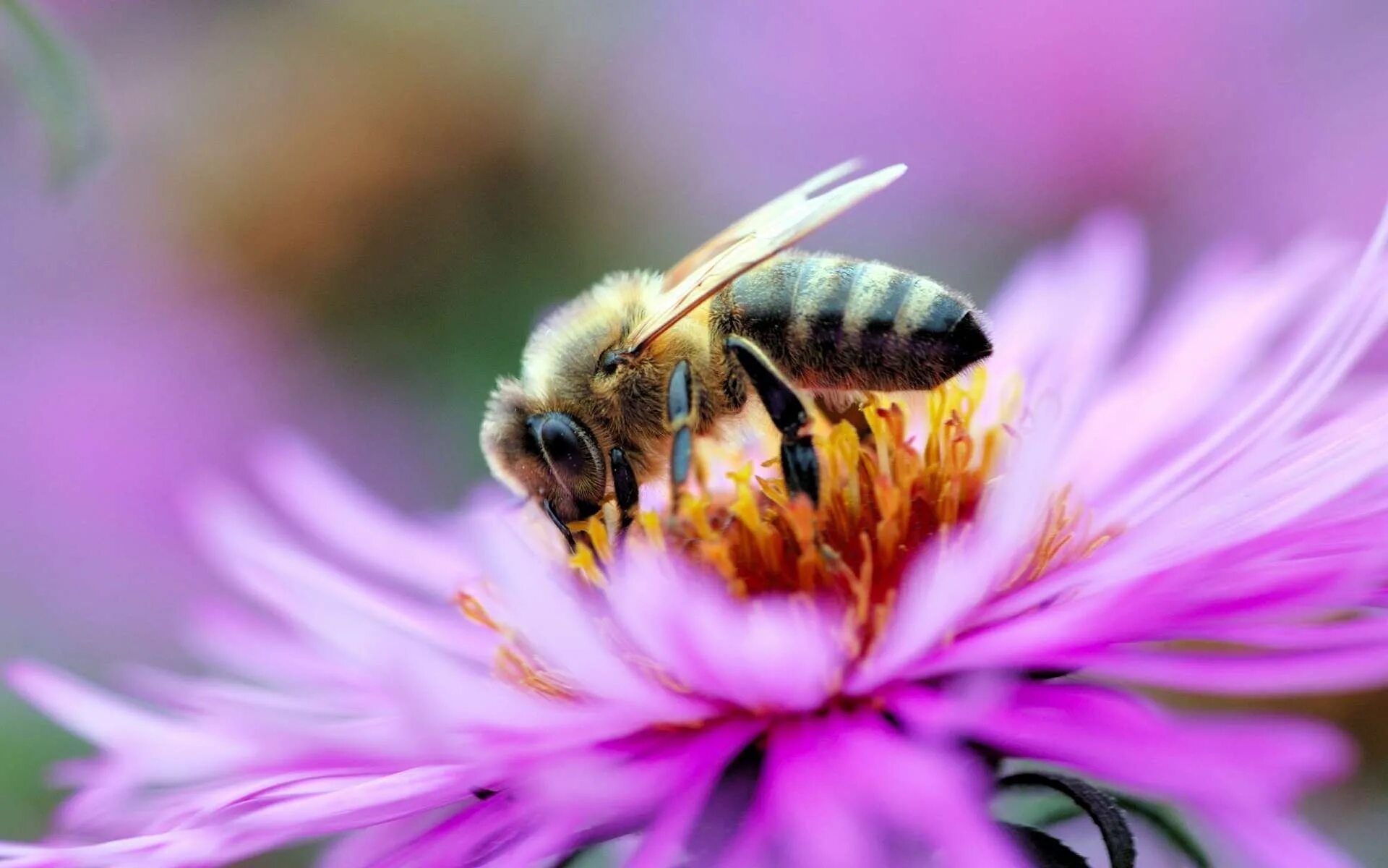 Пчелы и другие насекомые. Медоносная пчела. Пчела на цветке. Пчелки на цветах. Красивая пчела.