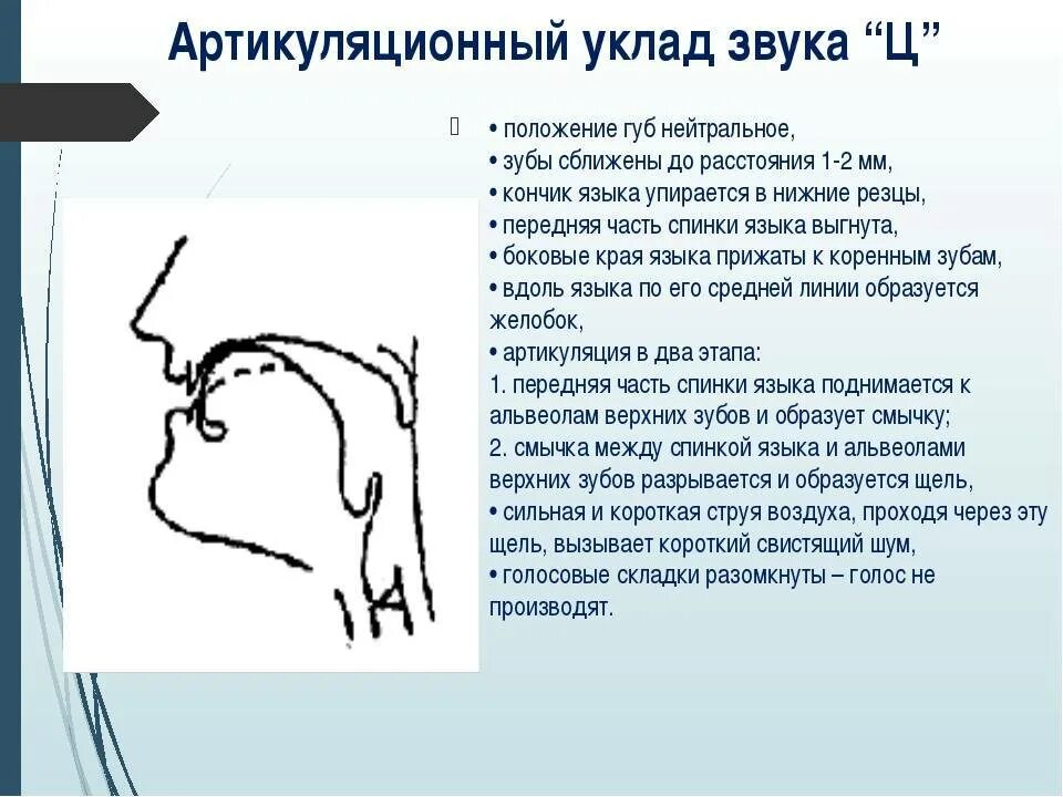 Постановка звука з артикуляционный уклад. Артикуляционный уклад звука т. Правильный артикуляционный уклад звука с. Артикуляционный уклад звука ц. Артикуляция ч