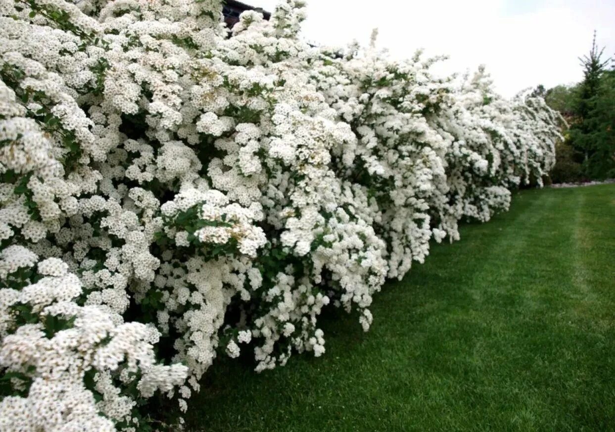 Спирея Вангутта. Кустарник спирея Вангутта. Спирея Вангутта (Spiraea vanhouttei). Спирея серая Вангутта. Куст невеста фото