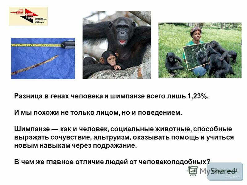 доклад про обезьянку. шимпанзе предложение.