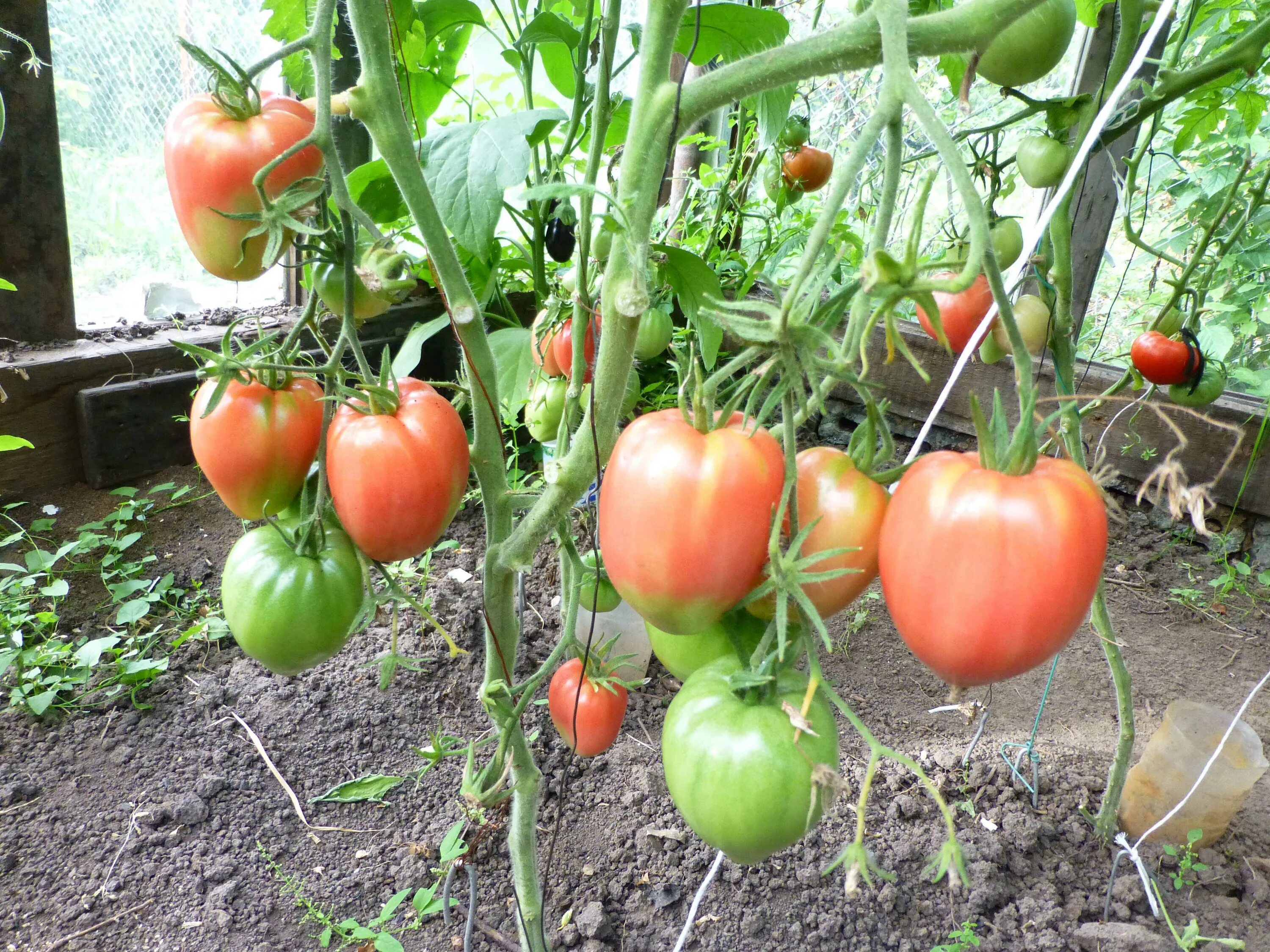 томат сенсей сибирский сад. семена томат сенсей. сорт томатов сенсей отзывы. томат сенсей описание сорта. томат сенсей сибирский сад.