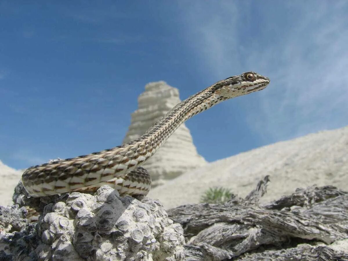 Стрела-змея (Psammophis lineolatus). Змея стрела в Казахстане. Змея стрелка в Казахстане. Змея стрела Кавказская.