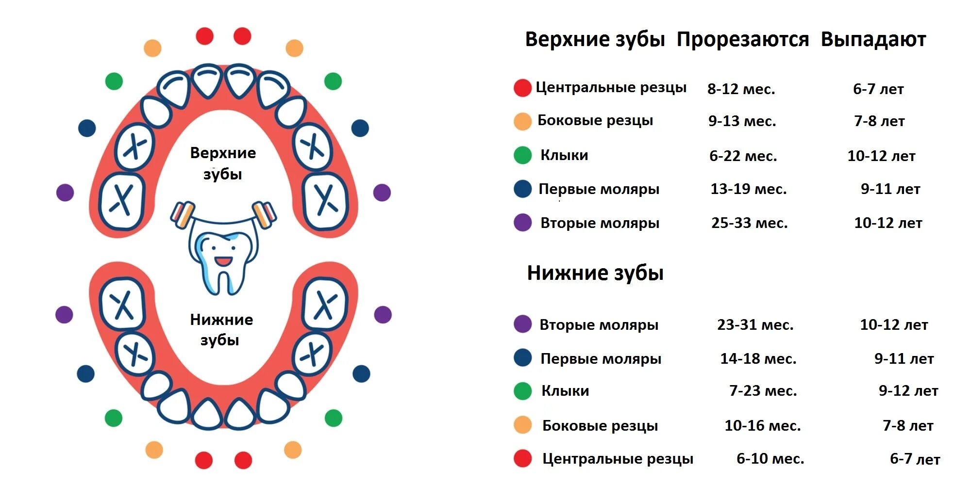 Почему выпадают зубы у взрослого. Схема молочных зубов у детей которые выпадают. Молочные зубы у детей схема выпадения 8 лет. Порядок прорезывания постоянных зубов схема. Схема молочных зубов у детей 10 лет.